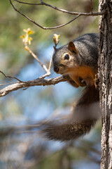 Fox Squirrel in a Tree