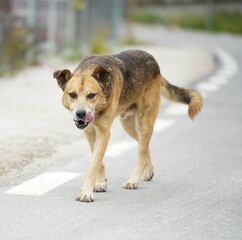 Community dog on the street