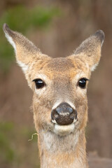 Fototapeta premium White-tailed deer of the Wichita Mountains