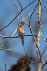 Birds of the Wichita Mountains