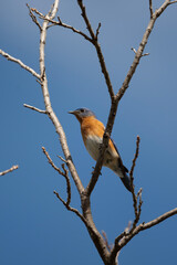 Birds of the Wichita Mountains