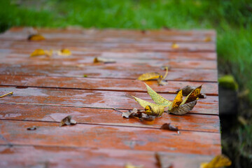 wooden table with dry autumn leaves. detail.