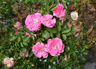 Pink roses on a bush in a garden.