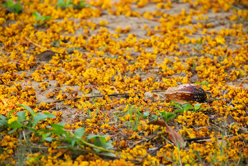 Burma padauk flowers (Pterocarpus indicus) on the ground, fallen from trees.