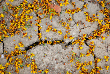 Burma padauk flowers on cracked soil, fallen from trees (Pterocarpus indicus), top view.