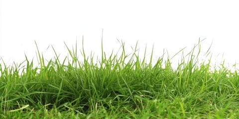 Fototapeta premium Vibrant Green Grass on White Background
