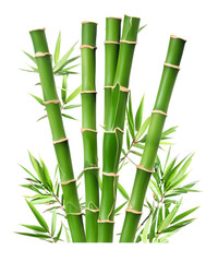 Fototapeta premium bamboo green sticks with leaves isolated on transparent background