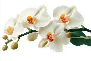 Fototapeta premium beautiful illustration of white orchid flowers with vibrant orange centers, showcasing elegance and