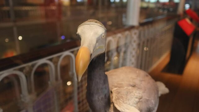 Dodo Exhibit at National Museum