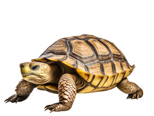 Obraz premium Realistic Turtle with Detailed Shell on transparent Background