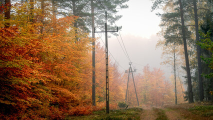 Mglisty poranek na w lesie. © Janusz Lipiński