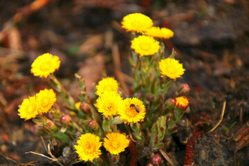 Huflattich (Tussilago farfara) Blüten, Heilpflanze, 