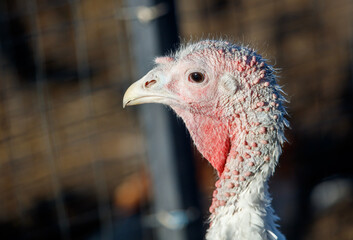 A turkey with a red head and white feathers