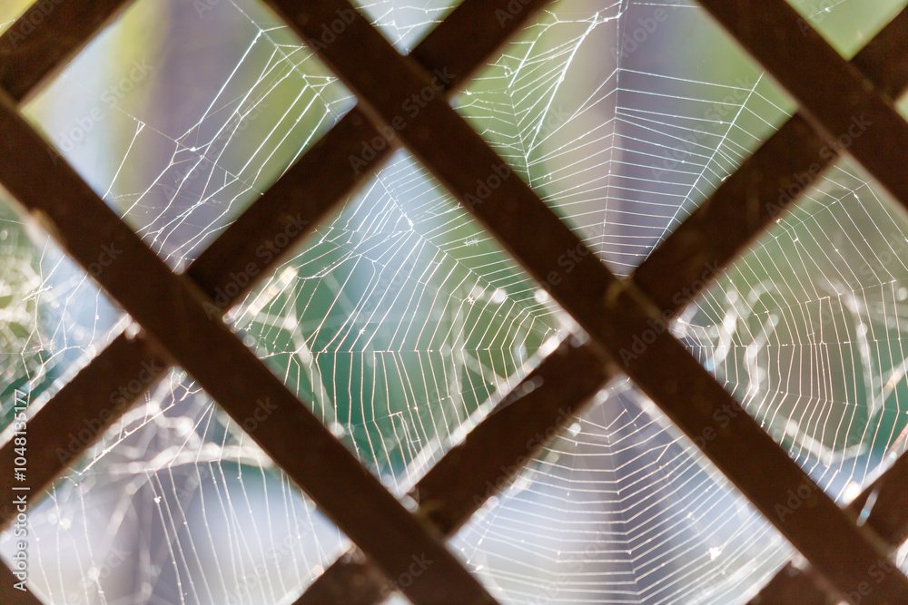 Wall mural a spider web is seen through a lattice window