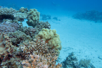 Colorful, picturesque coral reef at the bottom of tropical sea, great yellow sarcophyton leather coral, underwater landscape