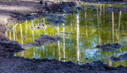 A muddy pond with a greenish tint