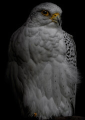 A close up of a Gyrfalcon (Gyr)
