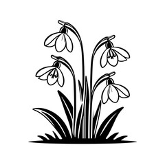 Snowdrop flowers