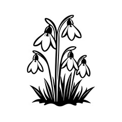 Snowdrop flowers