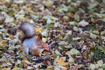Obraz premium lively red squirrel scurries through a bed of autumn leaves, playfully unaware as it bumps its head against a low-hanging branch, capturing the essence of nature's charm and spontaneity