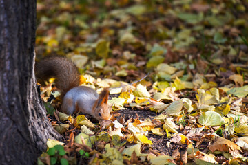 vibrant red squirrel buries acorns in the rich, autumnal earth, surrounded by a tapestry of fallen...
