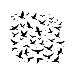 Bird migration pattern