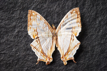 Butterfly specimen on dark background