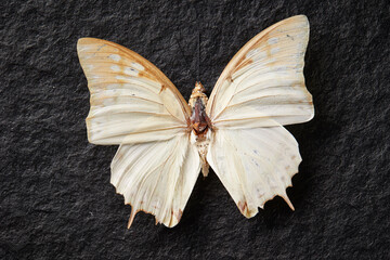Butterfly specimen on dark background