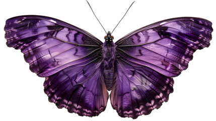 Obraz premium butterfly purple png transparent background