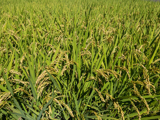 黄金色に稔った稲穂　日本の農業イメージ