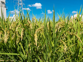 黄金色に稔った稲穂　日本の農業イメージ