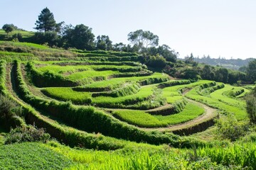 A lush green regenerative farm with terraces and hedgerows designed to prevent soil erosion and increase water retention.