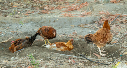Flock of Free-Range Chickens in Natural Habitat, Scratching and Dust Bathing Together