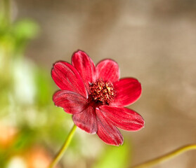 Nature, flower and Cosmos atrosanguineus in garden with greenery, leaves and petals for blossom....