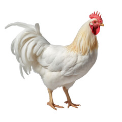 Fototapeta premium chicken no transparent background