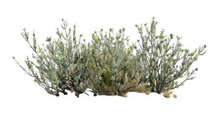 desert shrub png transparent background