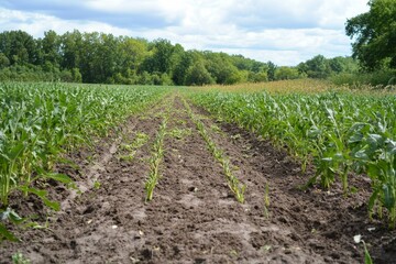 A no-till field on a regenerative farm, with cover crops growing to improve soil organic matter and reduce erosion.