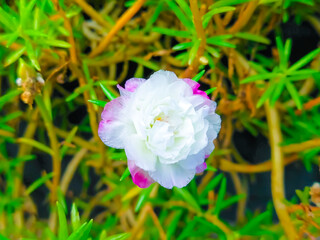 Obraz premium Delicate white flowers stand out against the background of green foliage. Flowers bloom with many layers of soft petals.