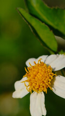 Obraz premium Closeup of a white flower with a yellow center on a blurr green background. Suitable for nature blogs, floral designs, and spring themes.