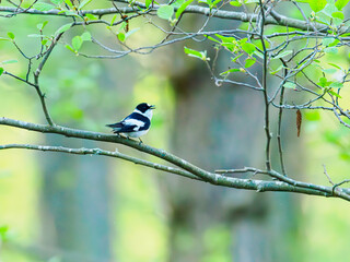 Collared flycatcher on a branch