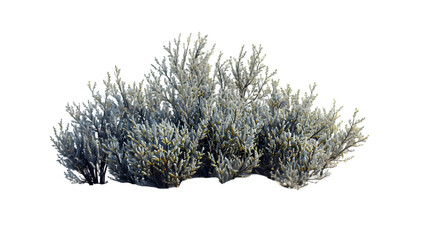 desert shrub png transparent background