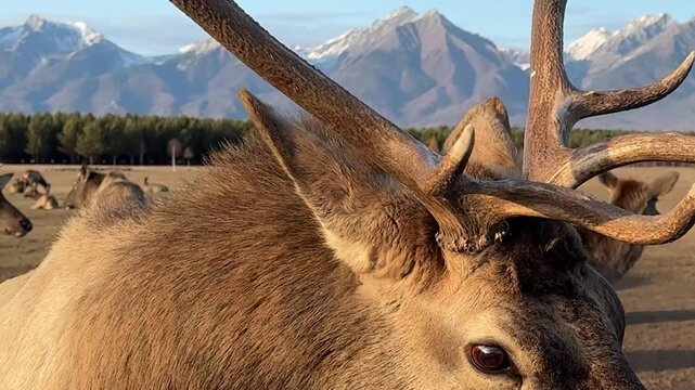 A beautiful wapiti deer with big horns in the wild Snow capped mountains in the background.