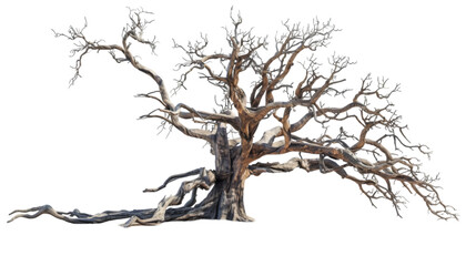 Obraz premium dry tree png transparent background