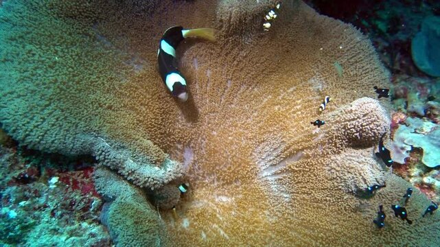 Clark's anemonefish, threespot dascyllus fish, and peacock-tailed anemone shrimp shelter on an anemone.