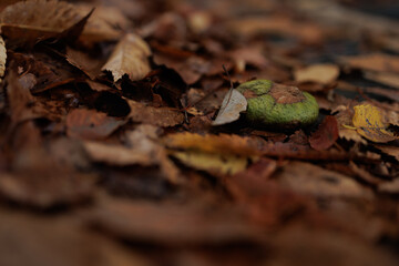 Amidst a layer of wet autumn leaves, a vibrant green fungus grow on a fallen mushroom cap. The image presents a mix of earthy tones and natural textures, capturing the natural beauty of autumn.