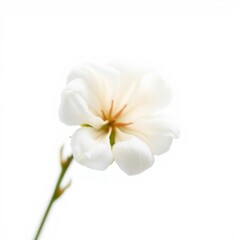 Cotton flower isolated on white background full depth of field