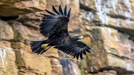 Fototapeta premium A majestic eagle in flight against a rocky backdrop.