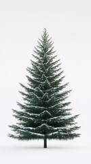Obraz premium Snow-covered pine tree, white isolate background
