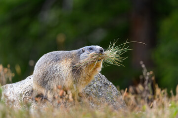 view of a marmot sitting on a rock with a tuft of grass in its mouth and a blurred background