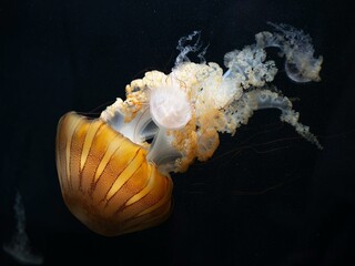 jellyfish